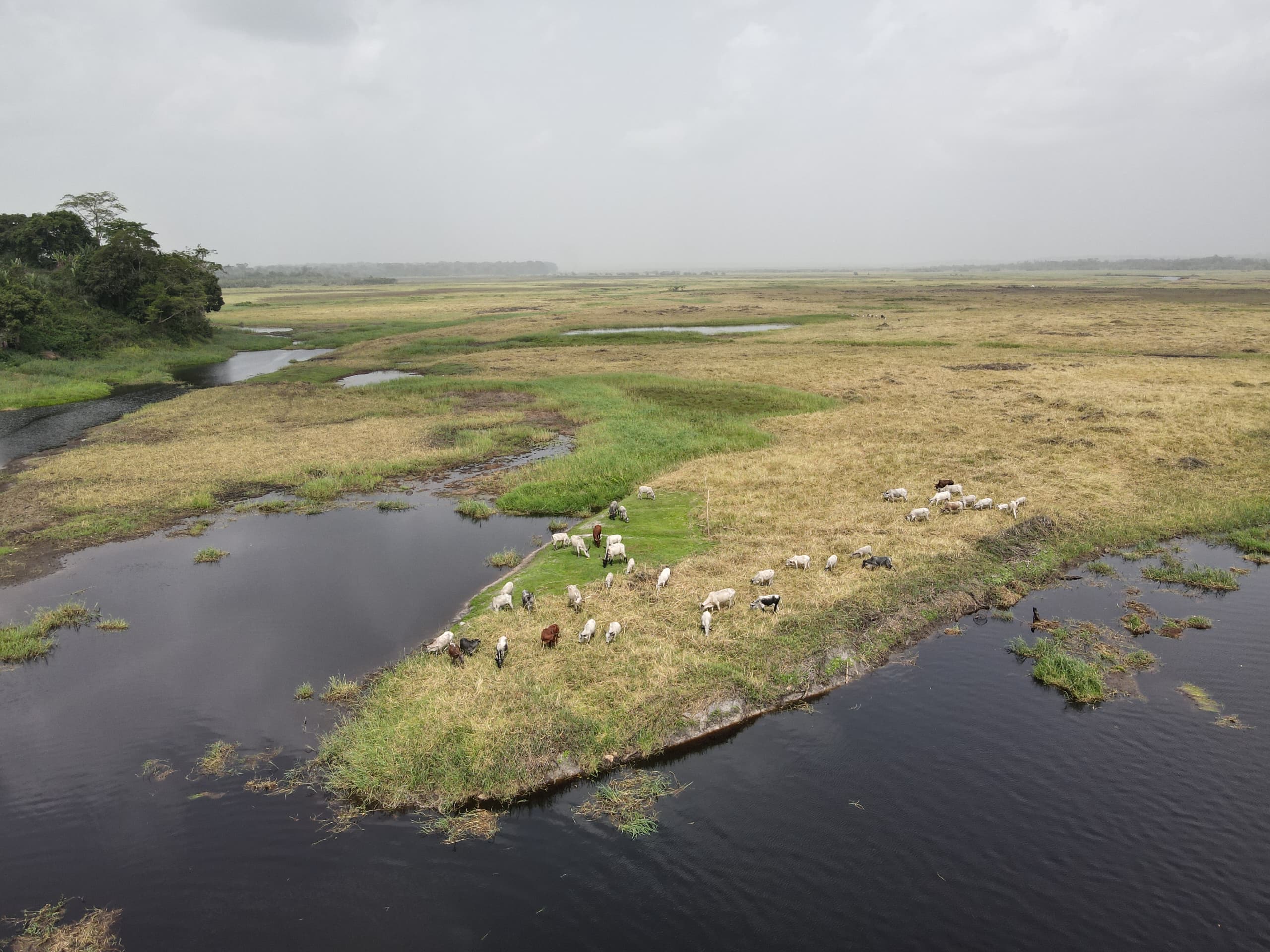 Nyong River