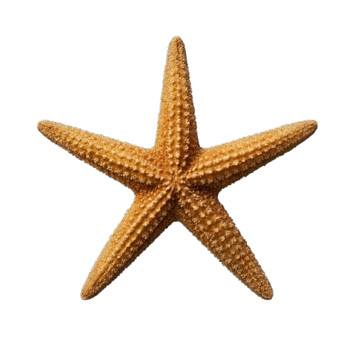 Starfish Icon
